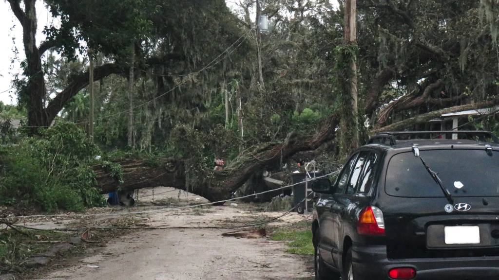 A large oak tree fallen across a Florida street after a hurricane