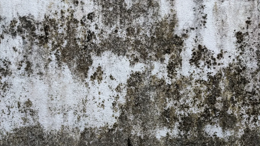 Mold and mildew growth on a concrete wall